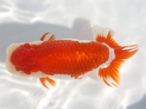 岡崎愛錦会　立行司　荒井実明　西尾