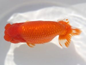 岡崎愛錦会　東取締　杉浦博治　安城