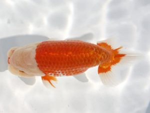 岡崎愛錦会　西取締　丹羽隆治　岡崎