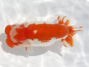 岡崎愛錦会　東大関　古川伸二　蒲郡