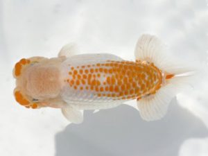 岡崎愛錦会　西大関　杉浦憲治　飯田