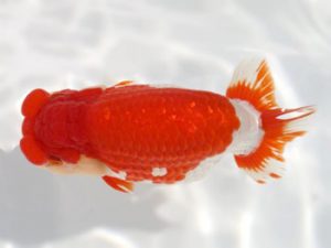 岡崎愛錦会　東取締　荒井実明　西尾