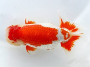 岡崎愛錦会　西取締　井土孝一　岡崎