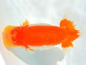 大分県らんちう協会　東大関　野田善洋　鳥栖みやき