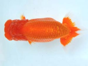 大分県らんちう協会　立行司　東　秀明　佐賀