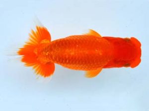 大分県らんちう協会　東取締　井上松雄　大分