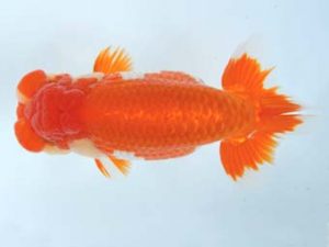 大分県らんちう協会　西取締　橋岡信行　大分