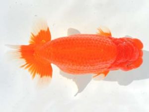 大分県らんちう協会　西大関　池田陽一郎　佐賀