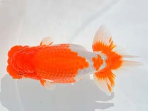 大分県らんちう協会　立行司　波呂茂樹　福岡