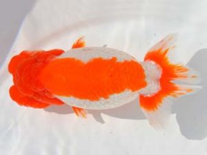 大分県らんちう協会　東取締　波呂茂樹　福岡