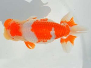 大分県らんちう協会　西取締　先崎　誠　宮崎