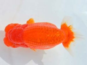 大分県らんちう協会　東大関　東　秀明　佐賀