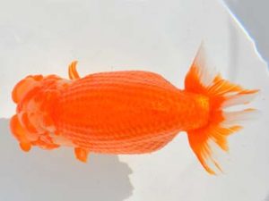 大分県らんちう協会　西大関　小林剛士　佐賀