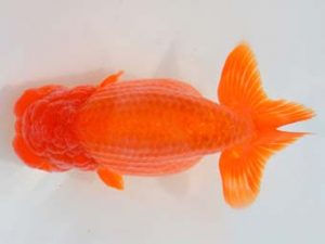 大分県らんちう協会　立行司　東　秀明　佐賀