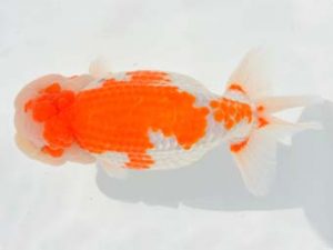 大分県らんちう協会　東取締　先崎　誠　宮崎