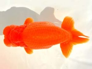 大分県らんちう協会　西取締　吉賀敏雄　大分