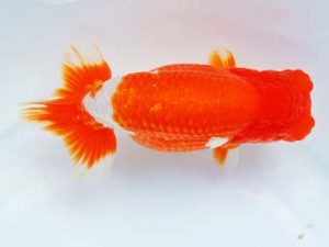 尾張優魚会　東大関　小濱照明　三重（愛知県知事賞）