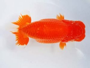 尾張優魚会　西大関　伊藤孝広　犬山