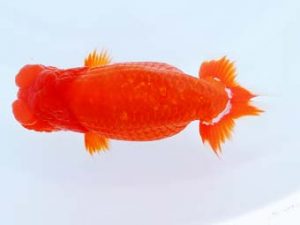 尾張優魚会　立行司　川本智祥　愛媛