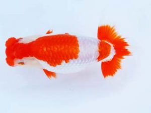 尾張優魚会　東取締　山田重夫　津島