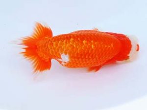 尾張優魚会　西取締　山田重夫　津島