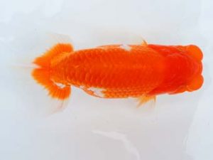 尾張優魚会　鈴木克己（愛知県議会議長賞）　静岡