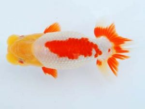 尾張優魚会　西大関　小早川義幸　半田