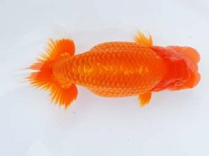 尾張優魚会　立行司　竹内誠司　愛媛