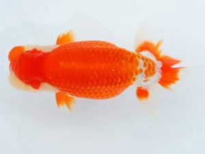 尾張優魚会　東取締　竹内誠司　愛媛