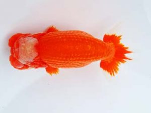 尾張優魚会　東大関　小山徹志　山梨（愛知県知事賞）