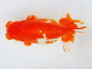 尾張優魚会　西大関　松田力三　浜松