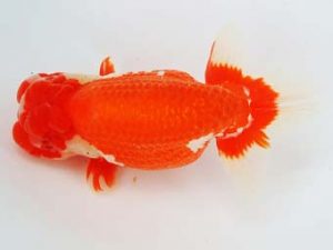 尾張優魚会　西取締　高津晴彦　可児