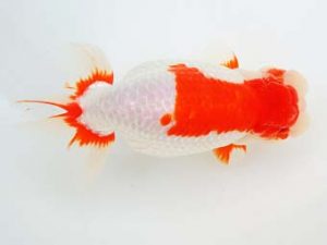 尾張優魚会　東大関　榊原英樹　武豊（愛知県知事賞）