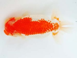 尾張優魚会　西大関　植田春寿　稲沢