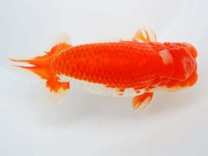 尾張優魚会　立行司　川口　功　尾張