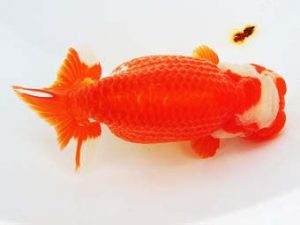 尾張優魚会　東取締　浅野昌明　羽島