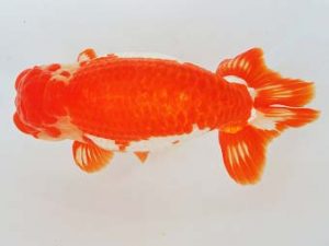 尾張優魚会　西取締　浅野昌明　羽島