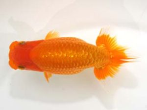 泉州らんちゅう会　東大関　山下謙三　播磨