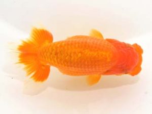 泉州らんちゅう会　西大関　三石敏郎　橋本市