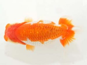 泉州らんちゅう会　立行司　野崎　豊　備前市