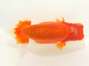 泉州らんちゅう会　西取締　植松　啓　新宮