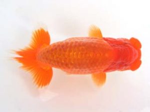 泉州らんちゅう会　東大関　高落幸博　堺市