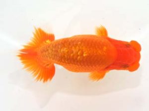 泉州らんちゅう会　西大関　矢野隆久　茨木市