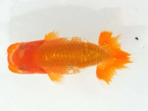 泉州らんちゅう会　立行司　木下義之　倉吉市