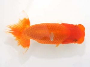 泉州らんちゅう会　西取締　東　隆廣　岡山