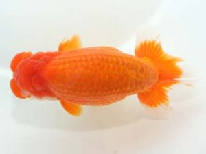 泉州らんちゅう会　東大関　中野　勇　相生市