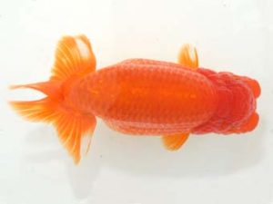 泉州らんちゅう会　西大関　西口武志　羽曳野