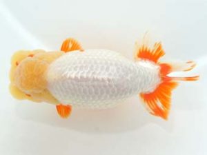 泉州らんちゅう会　立行司　東　隆廣　岡山