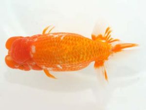 泉州らんちゅう会　東取締　谷口仁志　京都