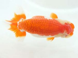 泉州らんちゅう会　西取締　八方洋子　浅口市